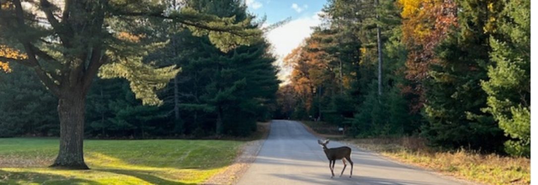 A deer crossing the paved Heart of Vilas County Bike Trail between pines.